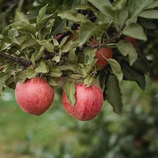 Abundant Orchards