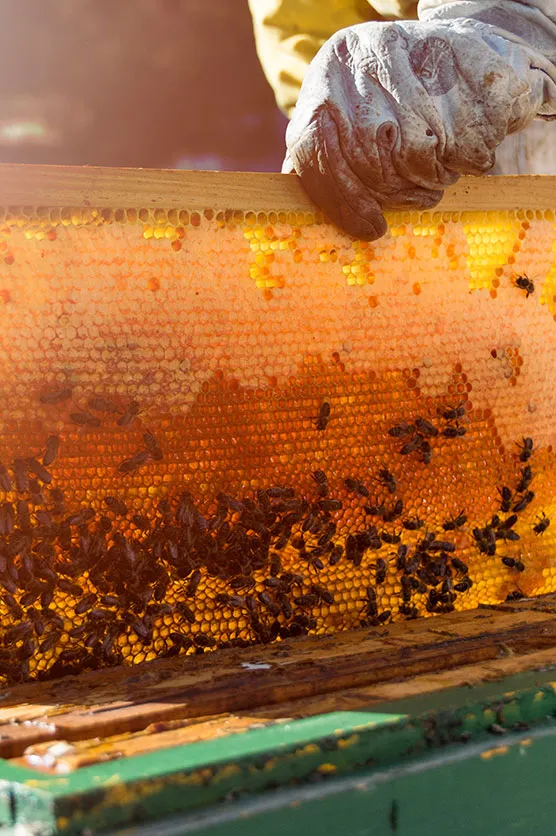 Nirvana
