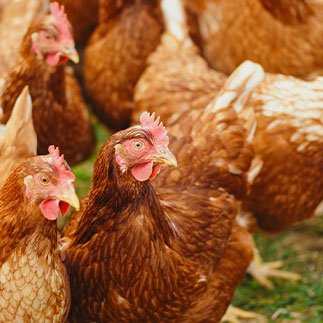 Organic Chickens