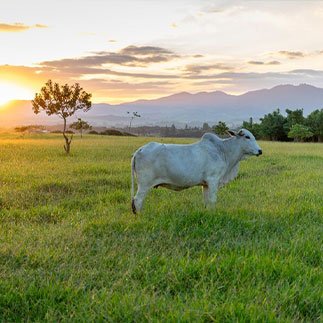 Pungunur Cow